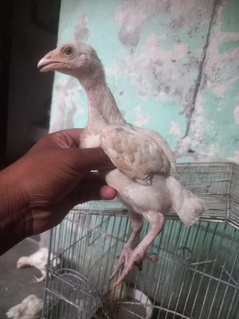 heera aseel chiks — photo 2
