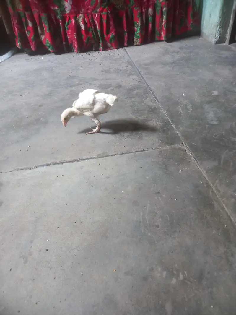 heera aseel chiks — photo 3