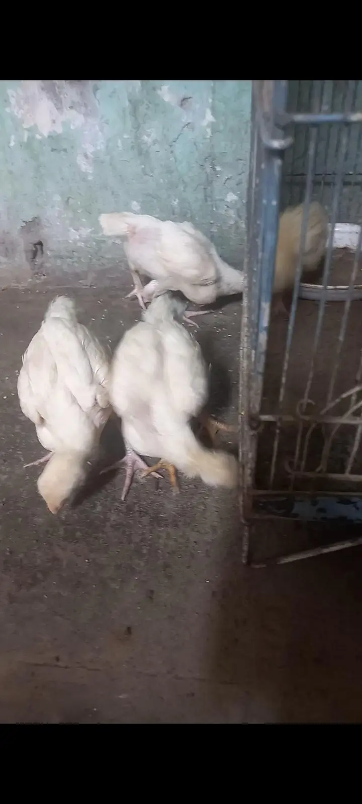 heera aseel chiks — photo 5