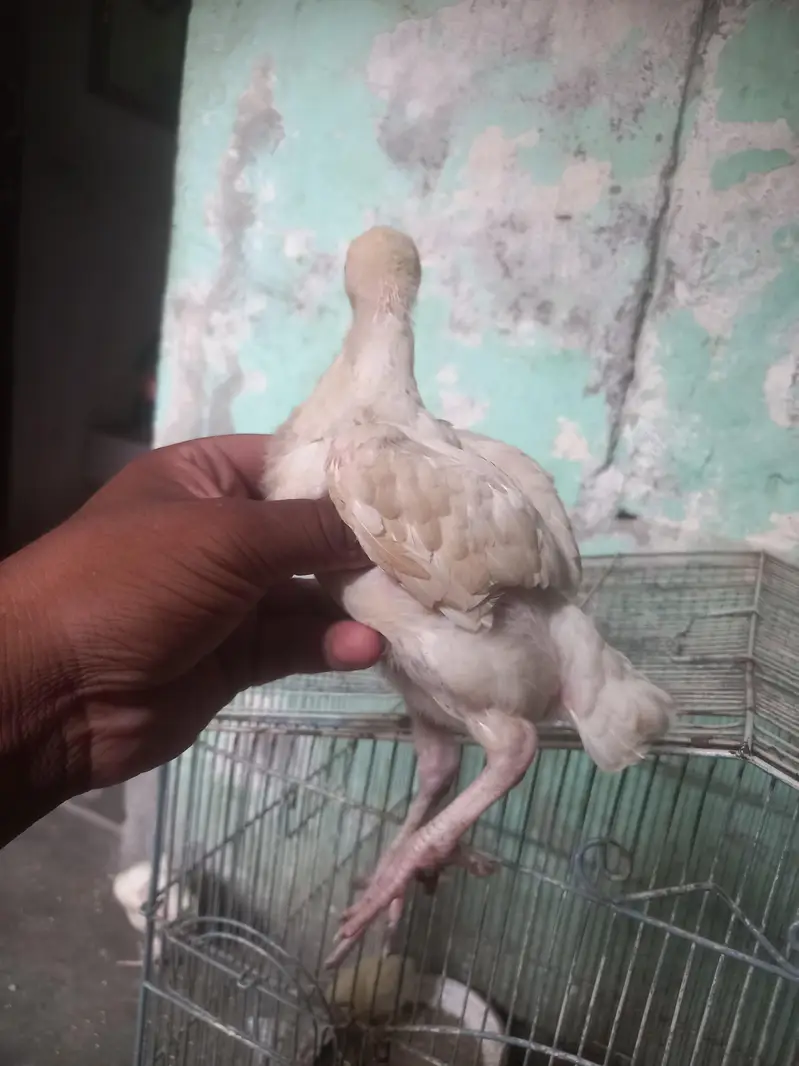 heera aseel chiks — photo 6