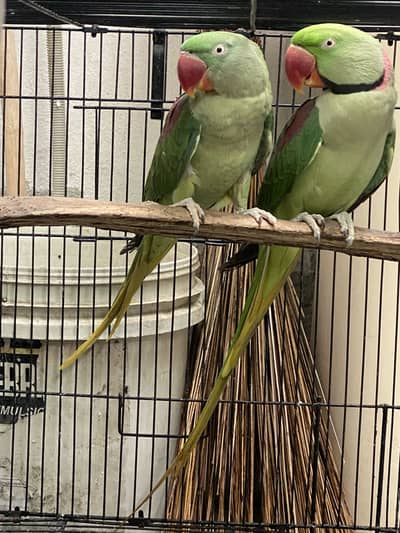 raw parrot breader pair fully active
