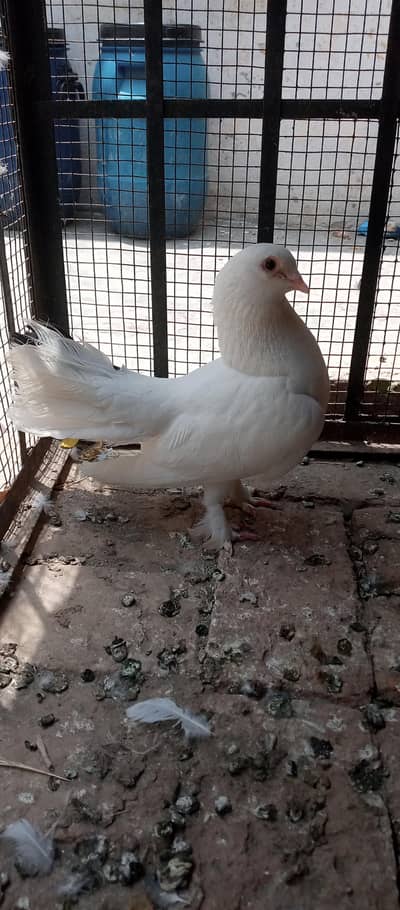 kabutar urgint for sale h Total 10 pice h