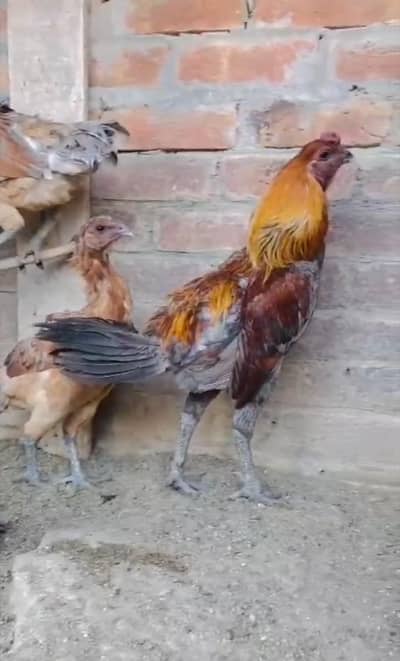 PURE DRAGON BREED RED COLOR TOP QUALITY CHICKS