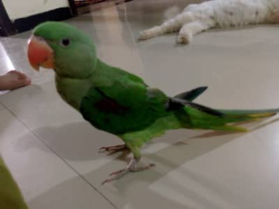 Active healthy playfull