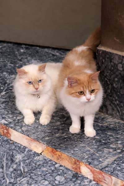 Persian Cats Single pair - Healthy & Playful
