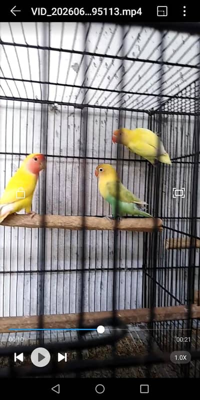 breeder pair