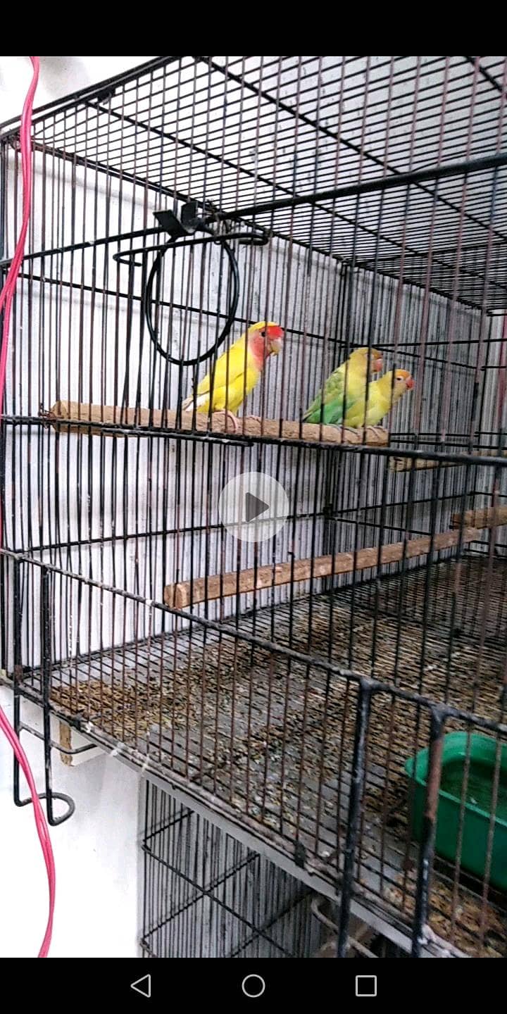 breeder pair 1