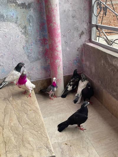 bazi wala pigeon