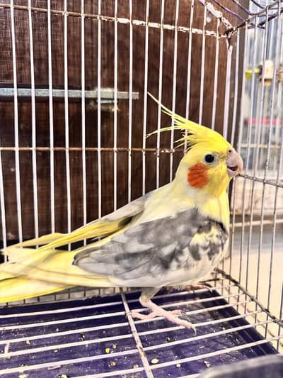 Cocktail Parrot