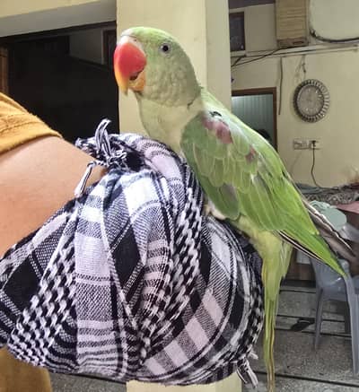 Raw Parrot Female – Ready for Breeding | Home-Grown | Semi-Tamed