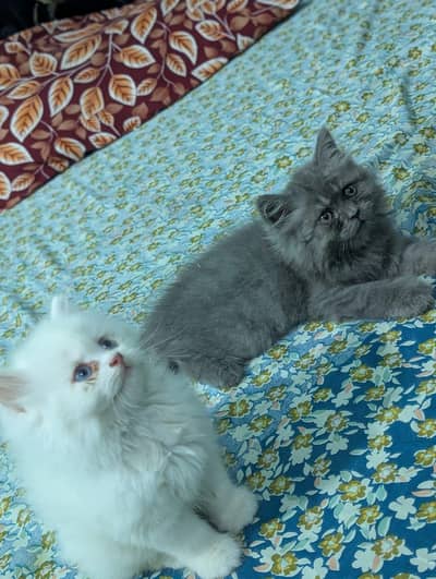Persian Kittens