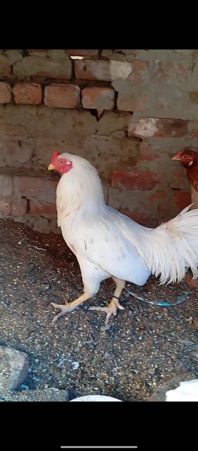 White aseel murga or 2 desi murgi