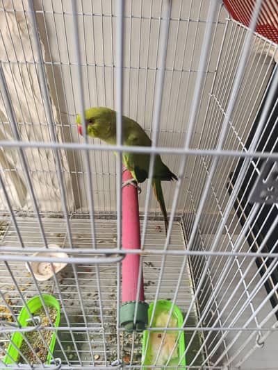 Female parrot for sale