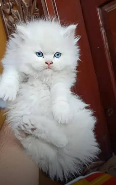 Persian blue eyes kitten