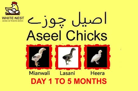 Aseel Chicks of Mianwali Lasani Lakha Jawa Mushka Heera, Light Sussex