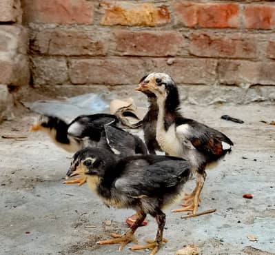 high quality chicks for sale in thai pakoya pure imported blood.