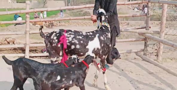2 Bacchon ka sath Desi Bakri For Sale _03134947622