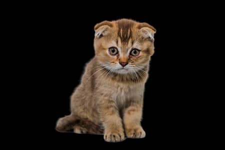 Scotish Fold kittens