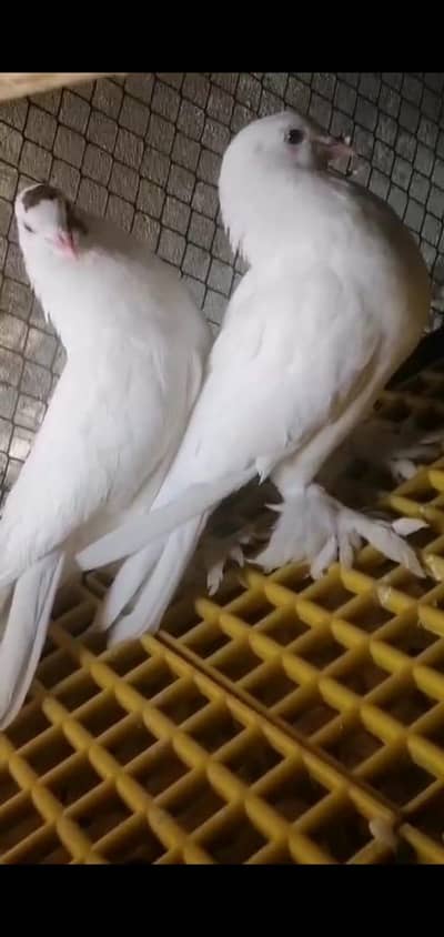 Big sized egyption pigeon