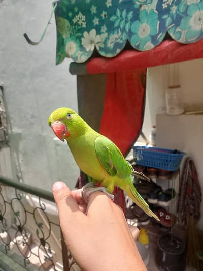 Fully tame parrot talking parrot mithu