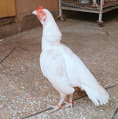 White Aseel Murgi For Sale
