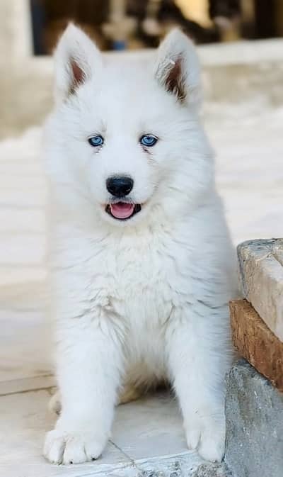 white husky puppy for sale