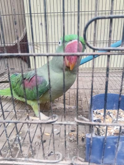 4 sale kashmiri parrot demand 25000