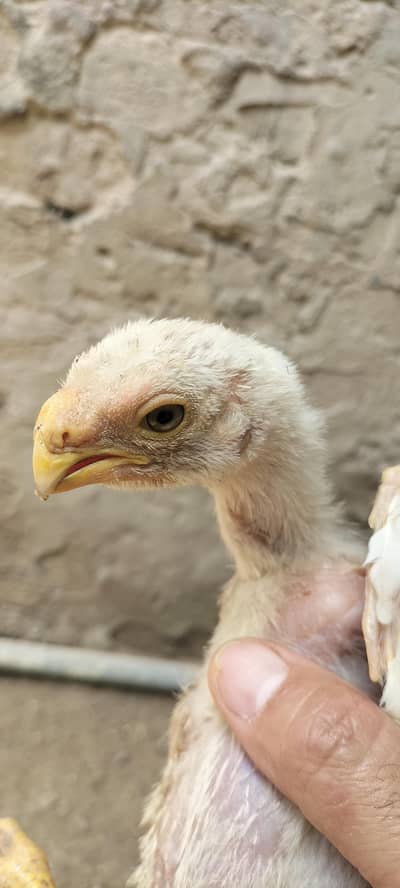 Parrot Beak long tail  chick of 6 weeks