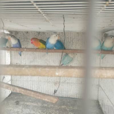 Bhjes, love bird , finches