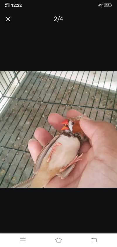 exhibition finch breeder pair