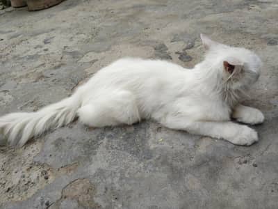 White Russian Male Cat for Sale
