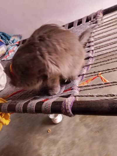 cat for sale