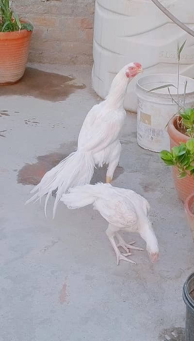 indian perrot beak long tail pair 03324997411