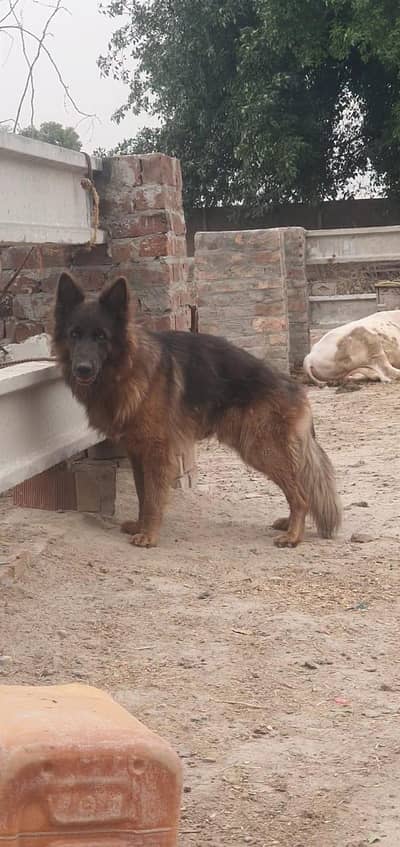 German shepherds
