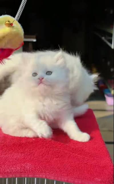 Persian kittens healthy active  Wtsp⁰³⁴⁸ = ⁰²⁹⁰ + ¹⁴⁶