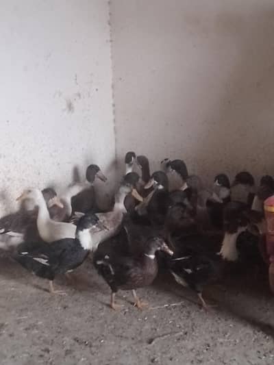 so best duck