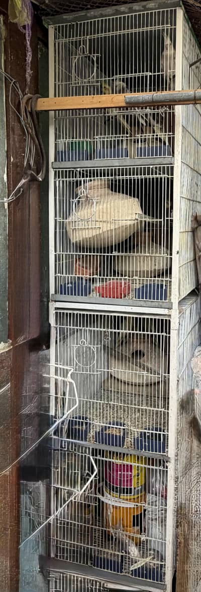 8 Cockatiel Pairs + 1 Baby cockatiel!