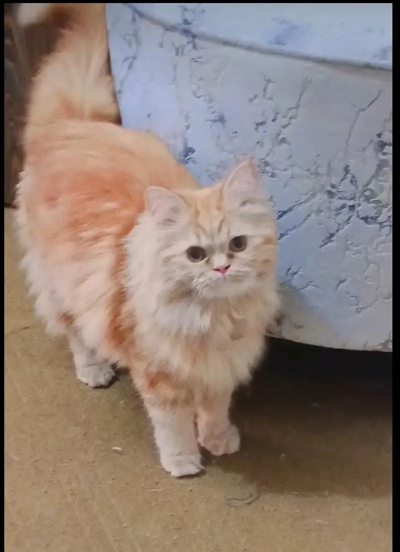 female cat  10 month age tripal coat — photo 3