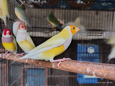 Goldian Finch