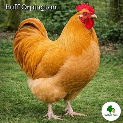 buff Orpington breed required