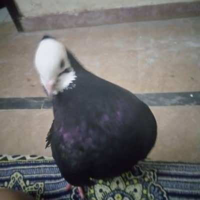 good piegons