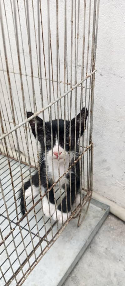 Kittens