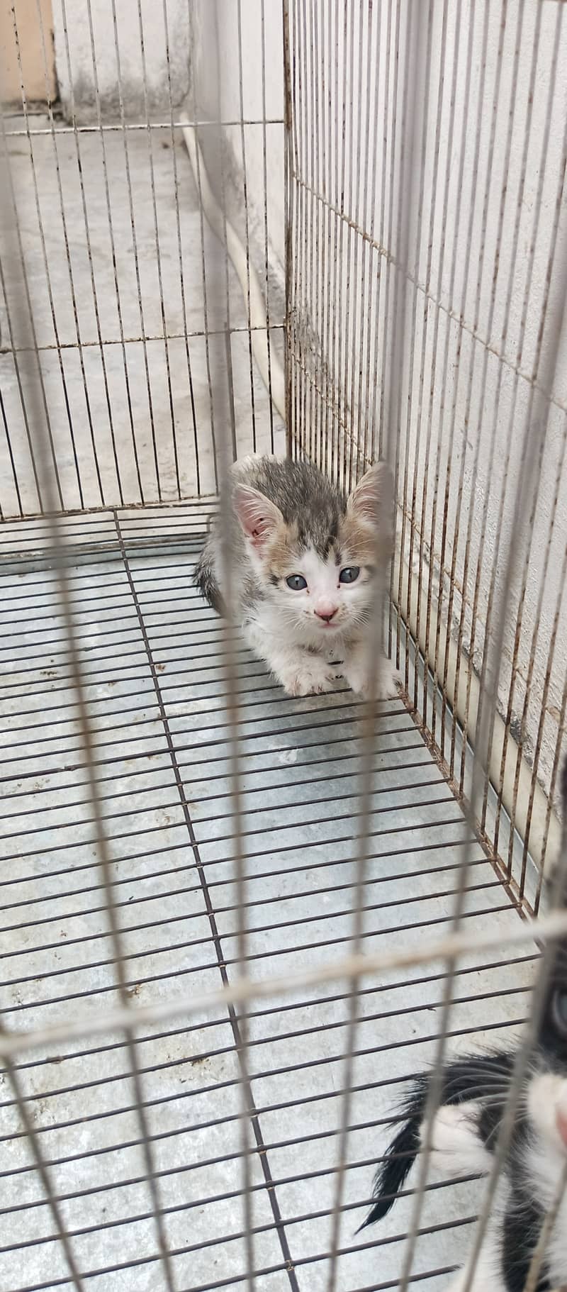 Kittens 1