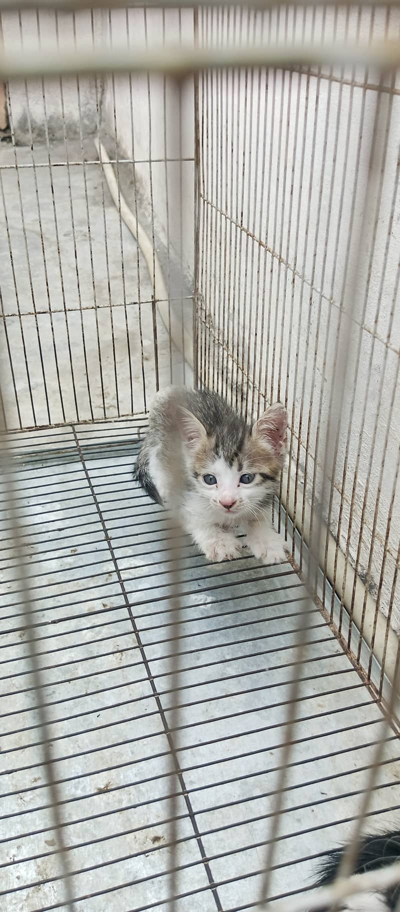 Kittens 2
