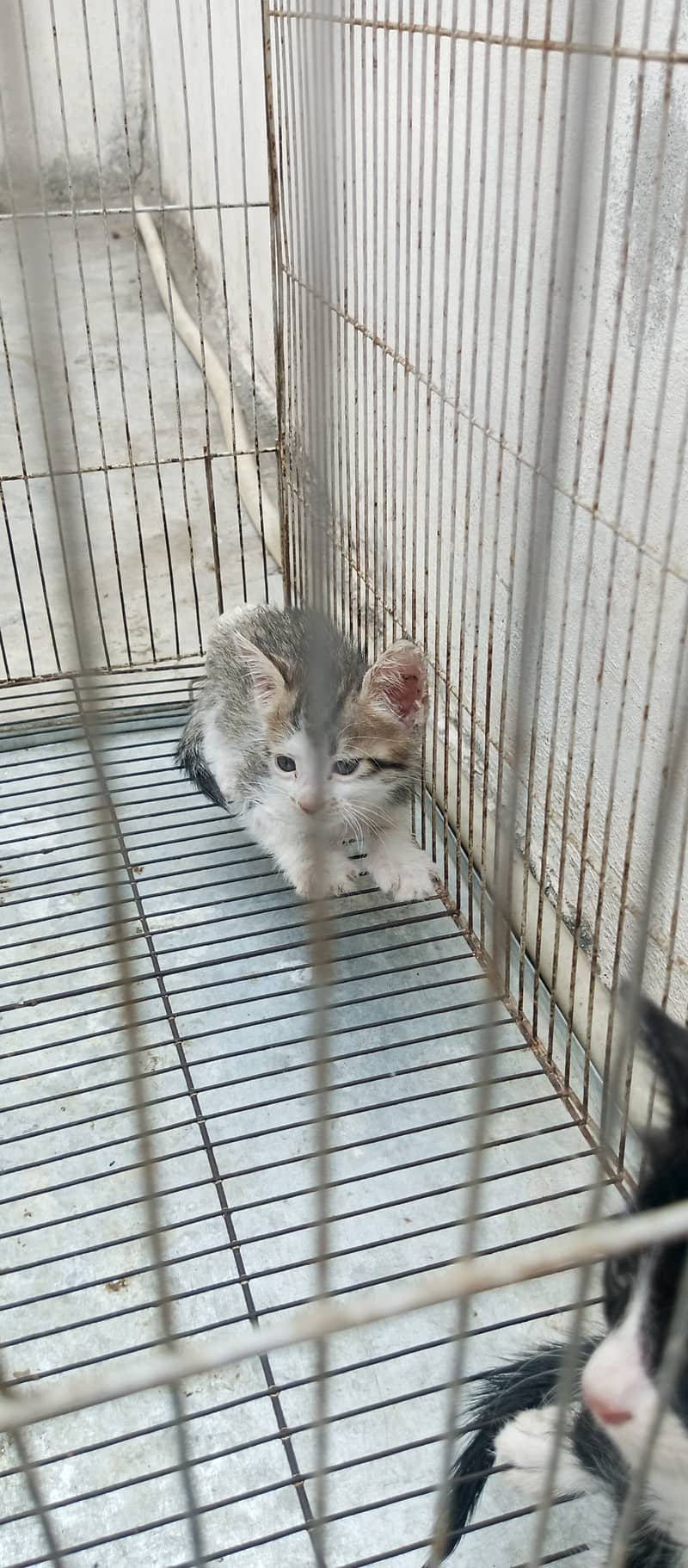 Kittens 3
