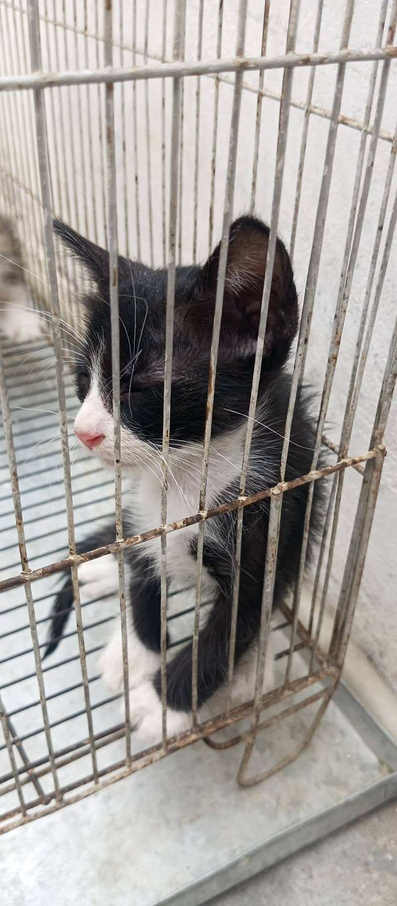 Kittens 4