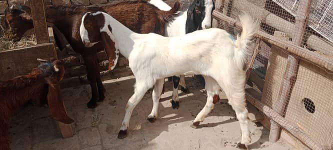 پالنے کیلئے نسلی بچے
