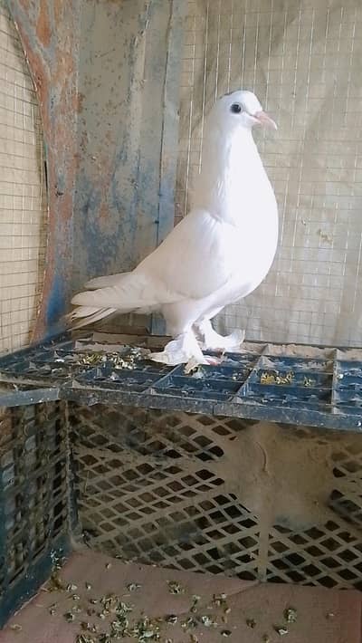Beautiful White Pigeon for Sale (Excellent Quality)