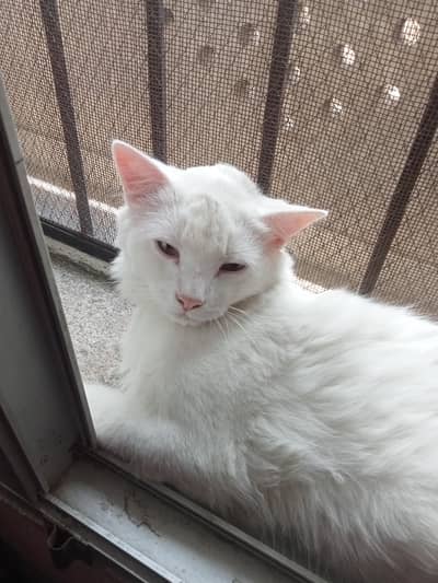 Turkish Angora cat / Turkish malel cat  for sale