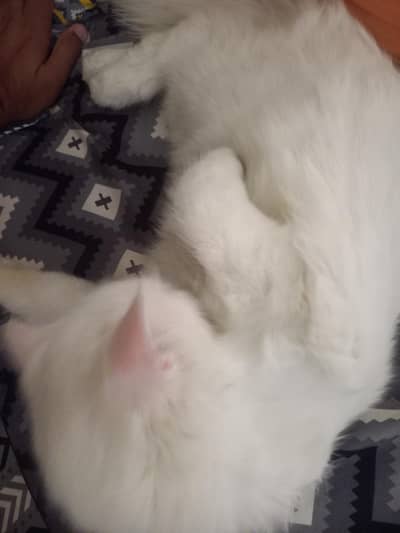 parsion cat